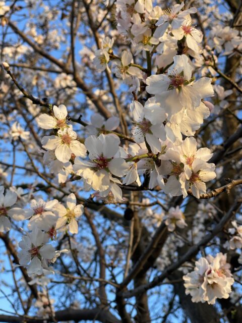Bloeiende amandelboom in Peyriac-de-Mer