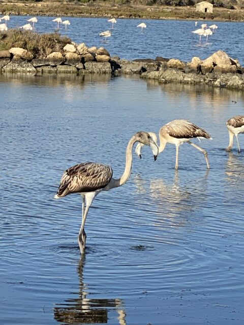 Flamingo's in het Étang du Doul