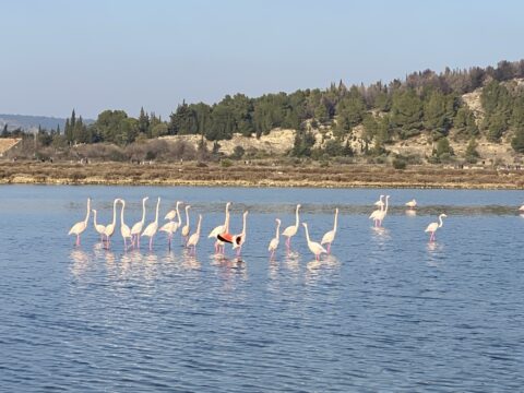 Een groep flamingo's in Peyriac-de-Mer