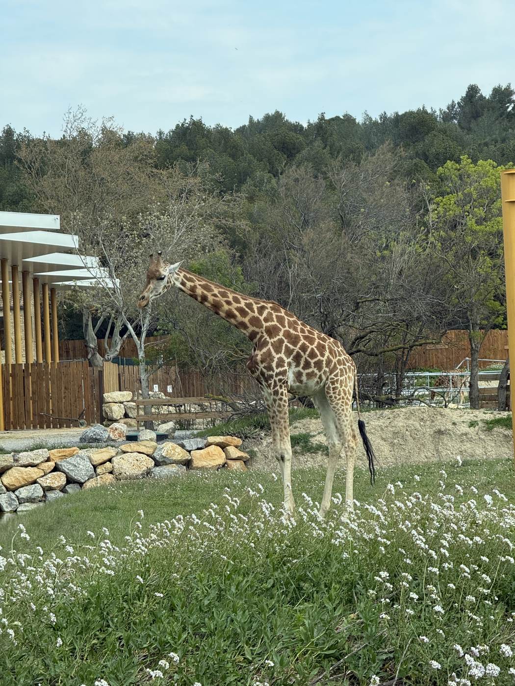 Girafe dans les fleurs de printemps à la Réserve Africaine de Sigean