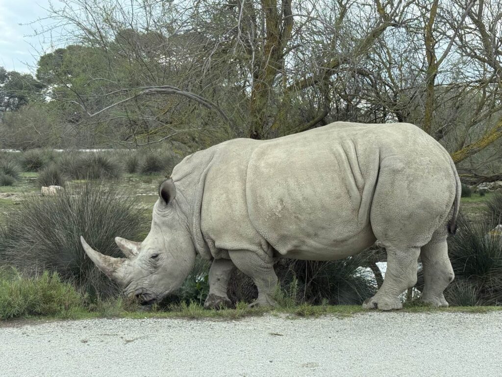 Rhinocéros blanc au bord de la piste du safari en voiture, Réserve Africaine de Sigean
