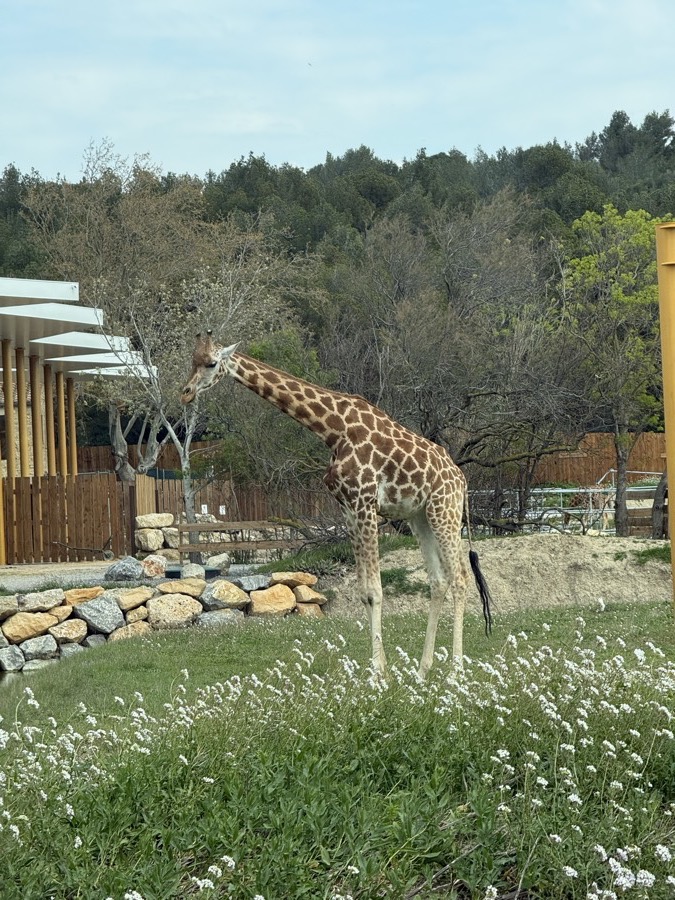 Girafe à la Réserve Africaine de Sigean